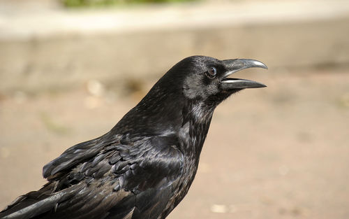 Close-up of a bird