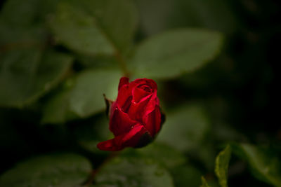 Close-up of red rose