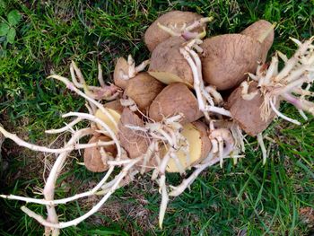 High angle view of mushrooms growing on field