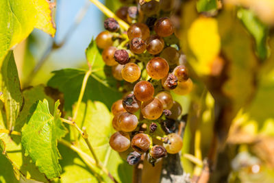 Close-up of grapes growing in vineyard