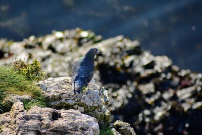 Close-up of bird perching on rock