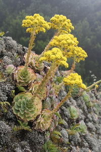 Close-up of succulent plant