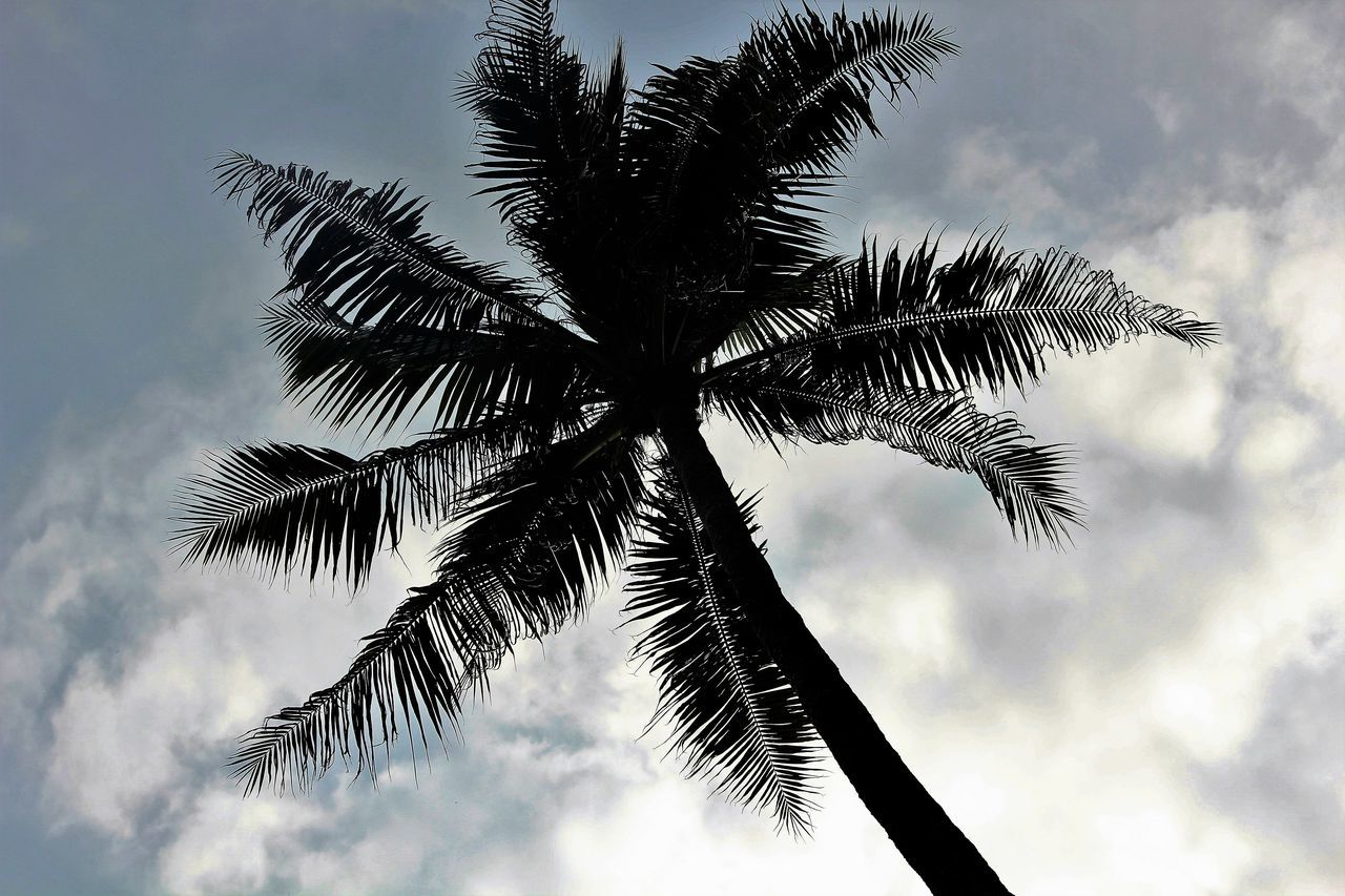 The Palm trees against the sky