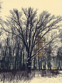 Close-up of silhouette tree against sky