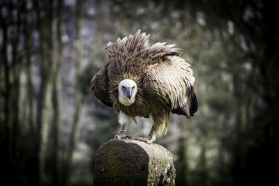 Close-up of vulture perching on rock