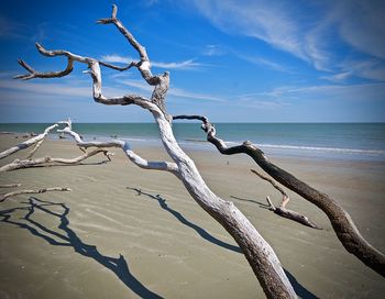 Bare tree on beach against blue sky