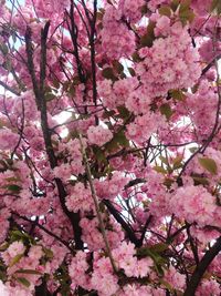 Low angle view of pink cherry blossoms