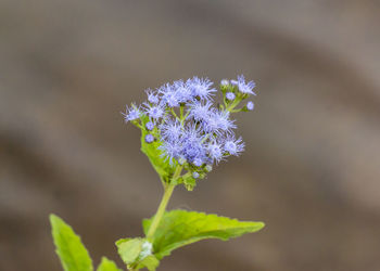 Close-up of purple flowers