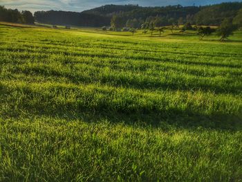 Scenic view of agricultural field