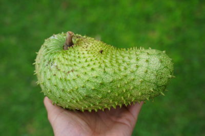 Close-up of hand holding fruit