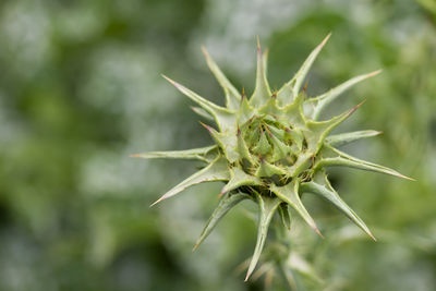 Close-up of fresh plant