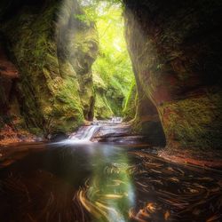 Reflection of trees in water