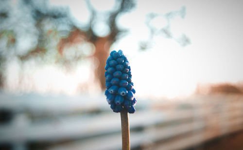 Close-up of flowering plant