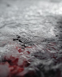 Close-up of frozen leaf