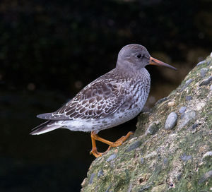 Close-up of bird perching on rock