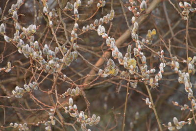 Buds growing on branch