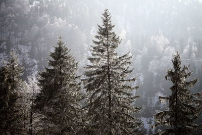 Pine trees in forest during winter