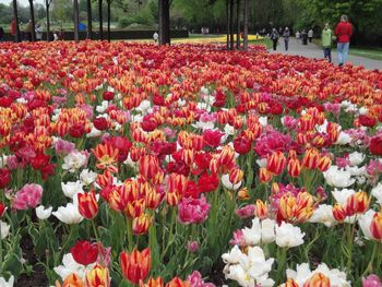 Flowers blooming in field