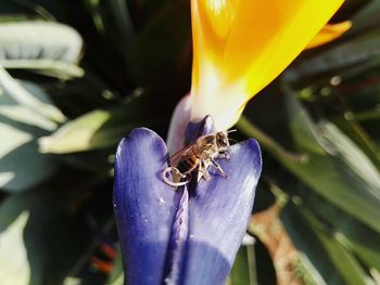 High angle view of honey bee on flower during sunny day