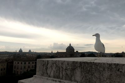 Seagull perching on a building