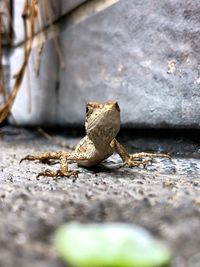 Close-up of frog on rock