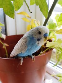 Close-up of parrot perching on potted plant