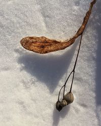 High angle view of buds with dry leaf on snow