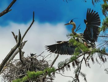 Low angle view of gray heron perching on tree against sky
