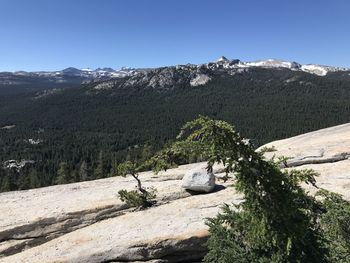 Plants growing on rock against sky