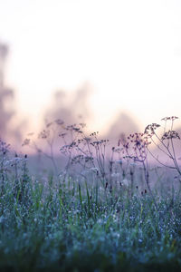 Close-up of flowering plants on field against sky