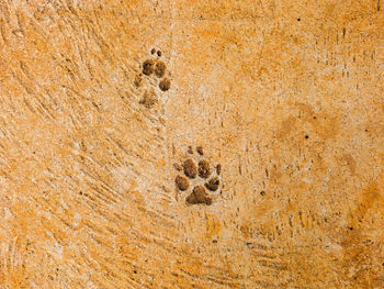 Close-up of footprints on sand