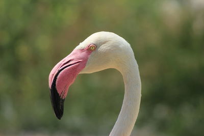 Close-up of a bird