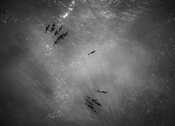 Low angle view of silhouette birds flying against sky