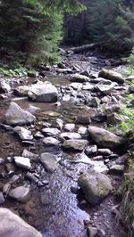 Stream flowing through forest