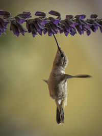 Oasis hummingbird feeding 