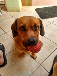 Close-up portrait of dog