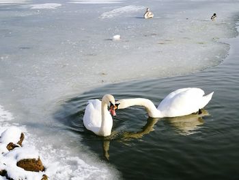 Swan in water