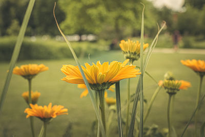 Close-up of yellow flowering plant on field