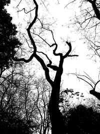 Low angle view of silhouette bare tree against sky