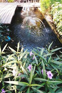 High angle view of water lilies in lake