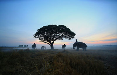 Men sitting on elephants against sky during sunset