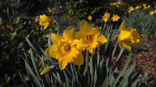 Close-up of yellow flower