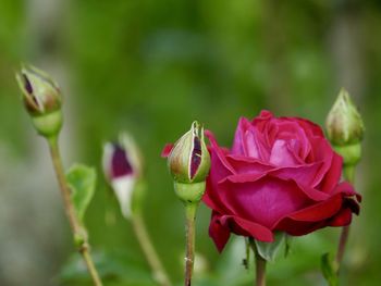 Close-up of pink flower