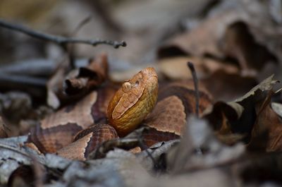 Close up of northern copperhead 