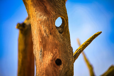 Low angle view of tree trunk against clear sky