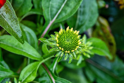 Close-up of plant