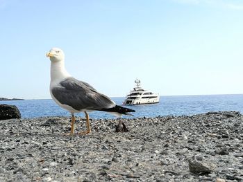 Seagull perching on beach against clear sky