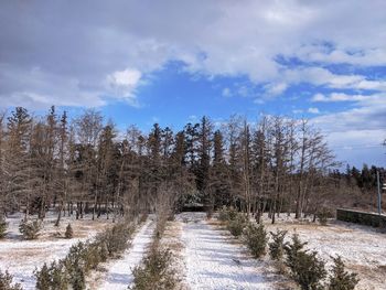 Snow covered land and trees against sky