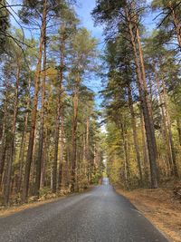 Road amidst trees in forest