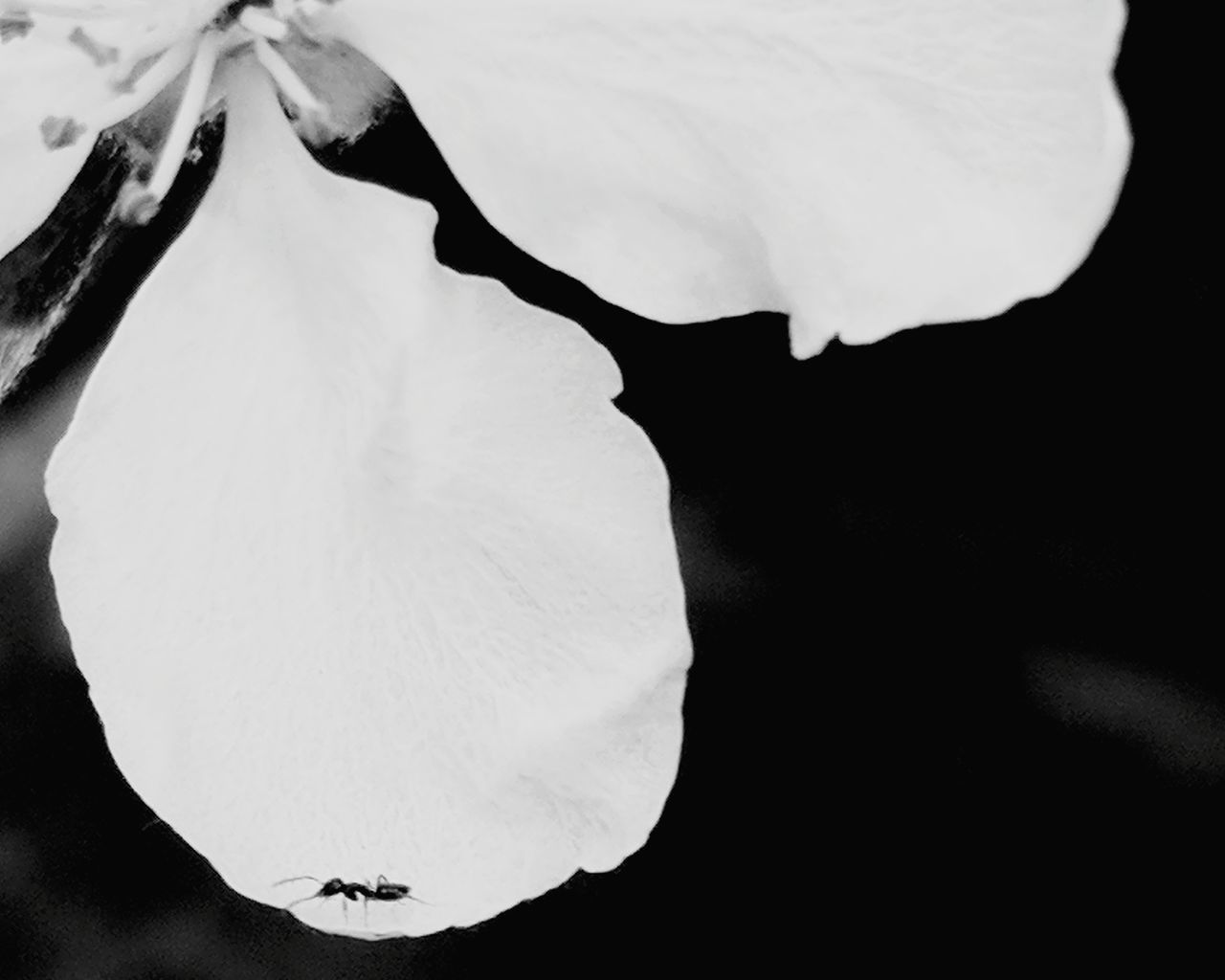 CLOSE-UP OF FLOWER OVER WATER AGAINST BLACK BACKGROUND